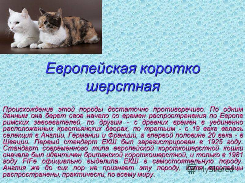 Кошка русская голубая: описание породы, фото, особенности ухода и содержания, разведение котов, выбор котенка, отзывы владельцев