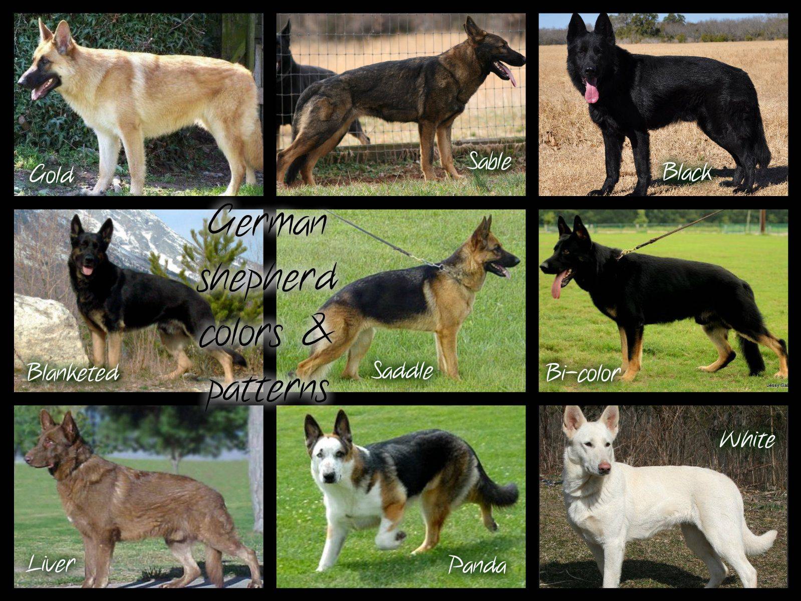14 пород овчарок: фото, виды, какие бывают, описание и характеристика, стоимость щенков