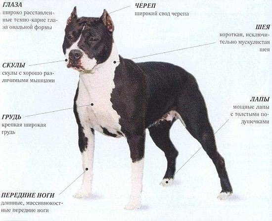 Бостон терьер собака. описание, особенности, уход и цена бостон терьера