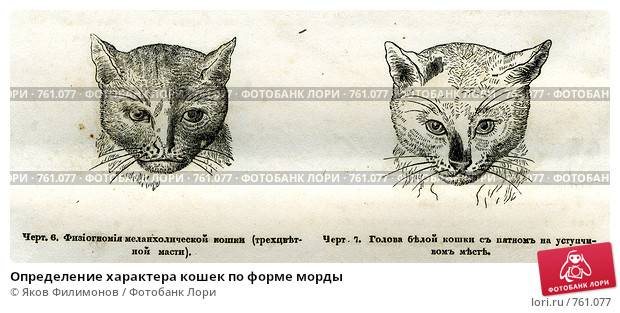 Как отличить кота от кошки: определение пола котенка за 1 минуту