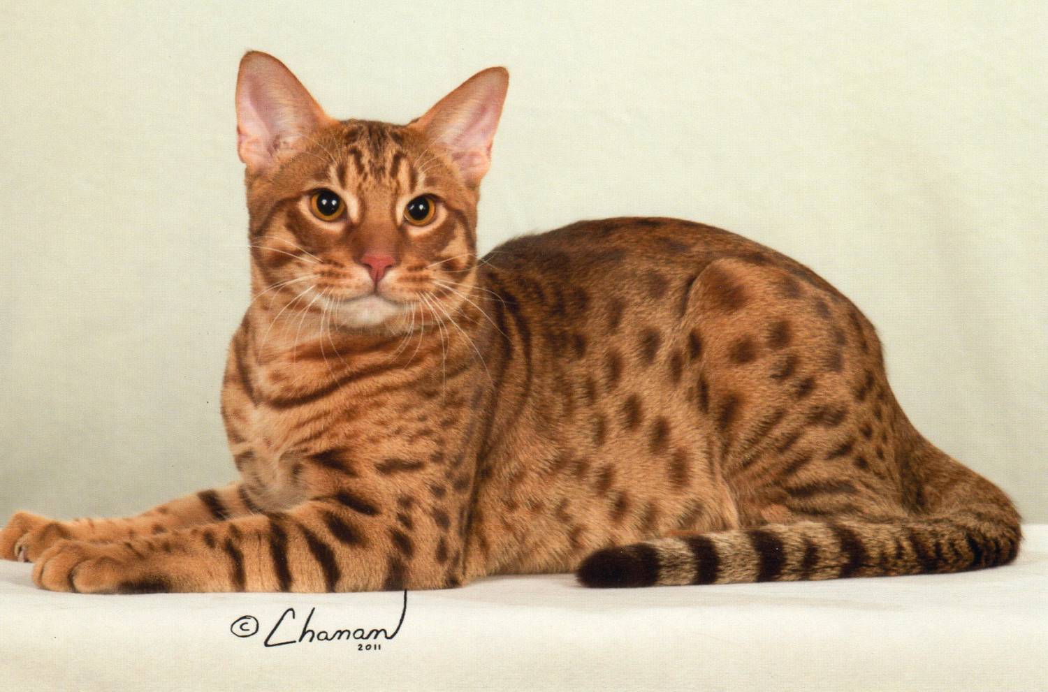 Описание невской маскарадной кошки с фото: окрасы, характер, особенности ухода за животным