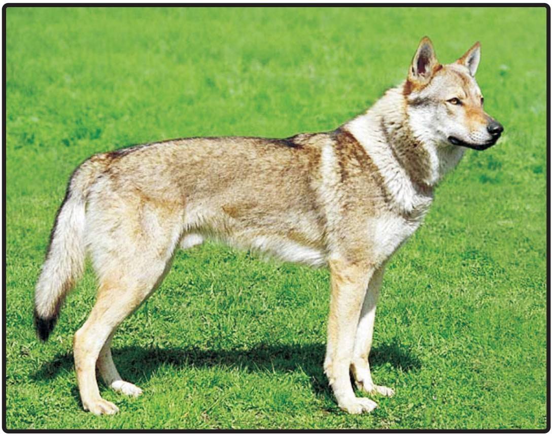 Чехословацкая волчья собака (чешский влчак): стандарт породы, и как подружиться с «ягненком» в волчьей шкуре