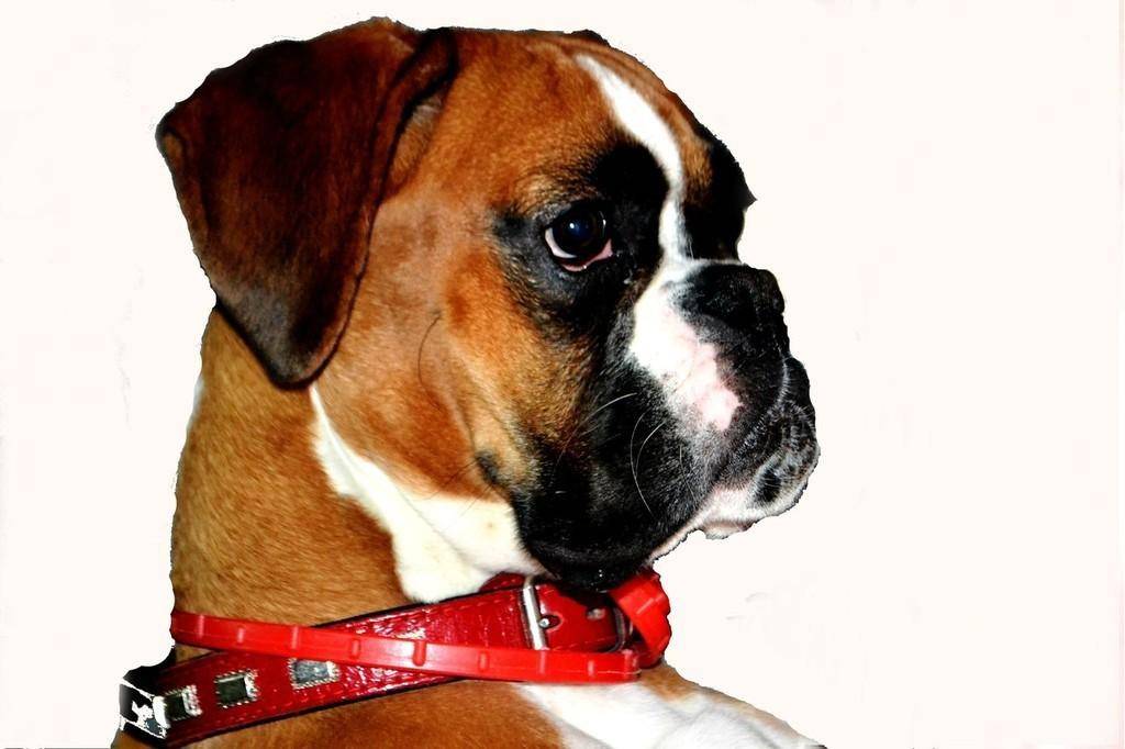 Немецкий боксер: описание породы, внешний вид и особенности экстерьера, особенности ухода за собакой