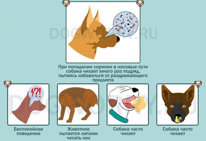 Почему собака чихает? разбираемся в  причинах