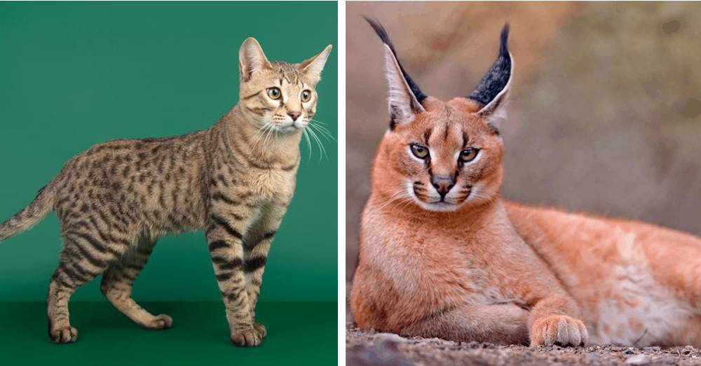 Самые дорогие породы кошек: описание и фото с названиями