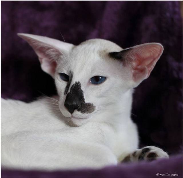 Сейшельская кошка: описание породы, фото и видео материалы, отзывы о породе