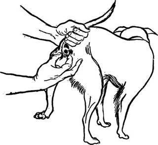 Чистка параанальных желез у собаки