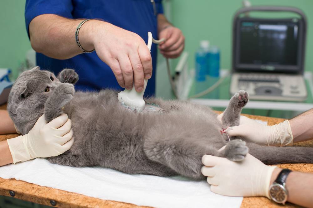 Когда можно кастрировать кота: лучший возраст для операции