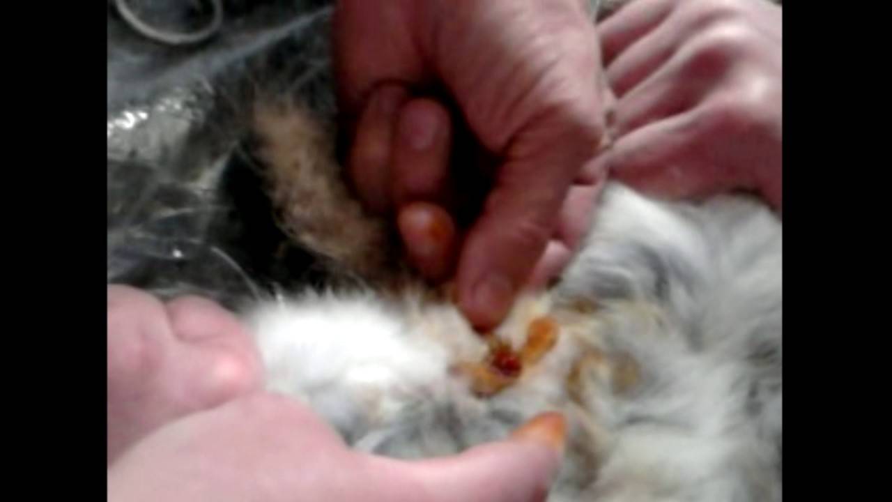 Кастрация кроликов своими руками: техника проведения операции