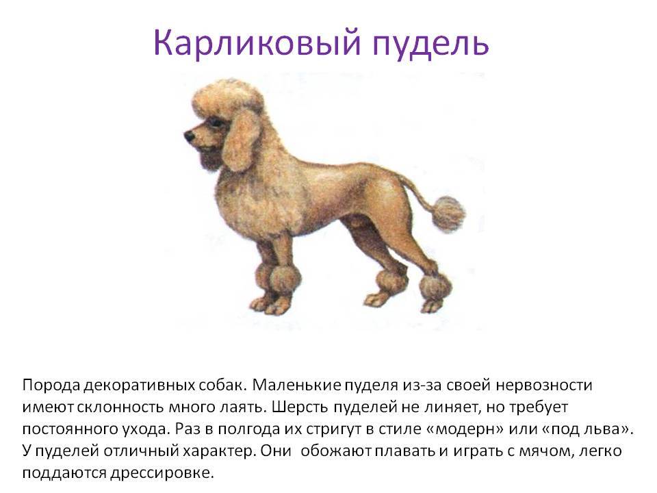 Порода собак малый пудель — незаменимая собака-компаньон