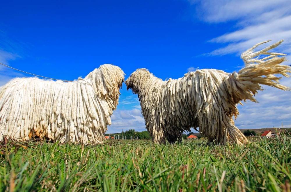 Венгерская овчарка (комондор): описание породы с фото, характеристика и характер, особенности ухода, содержания и отзывы владельцев