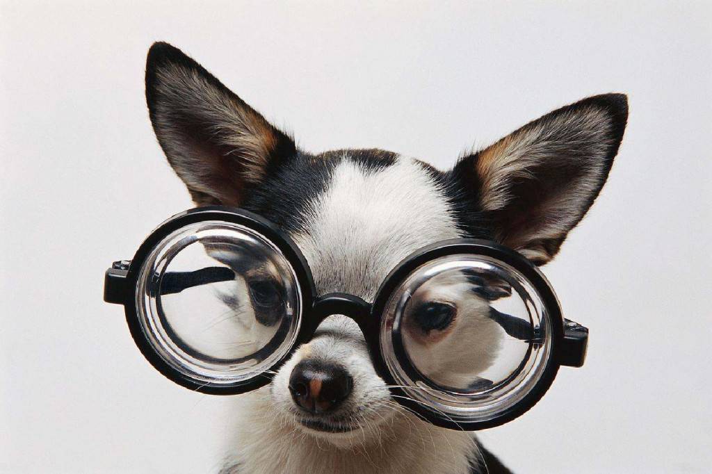 Какое зрение у собак