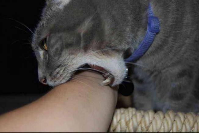 Агрессивная кошка: как отучить питомца кусаться и царапаться