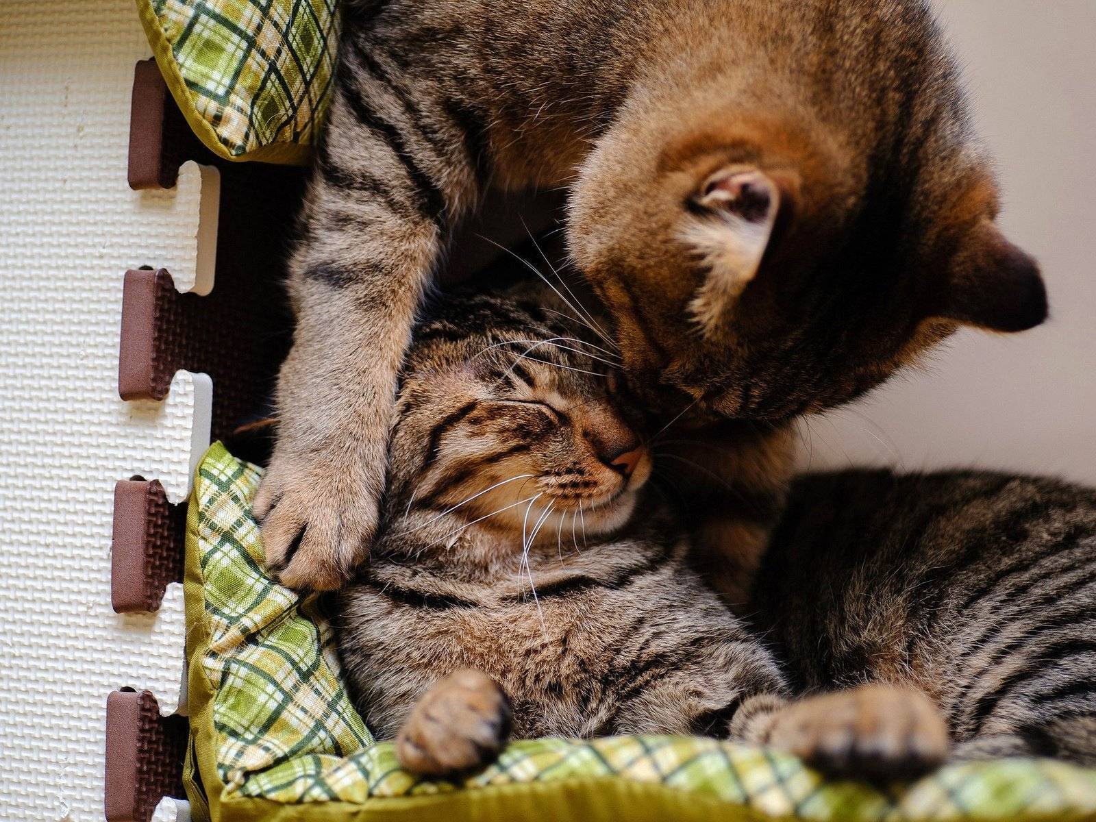 Как подружить кошек между собой в квартире: примеры как можно помирить