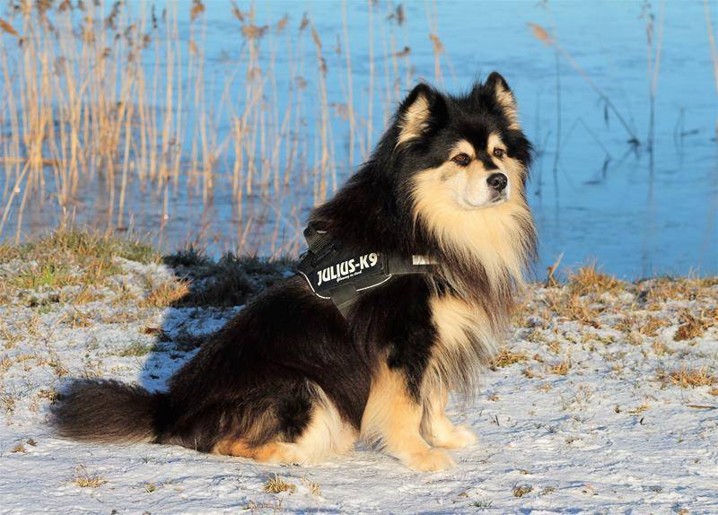 Финский шпиц (фин. suomenpystykorva, англ. finnish spitz) охотничья порода собак