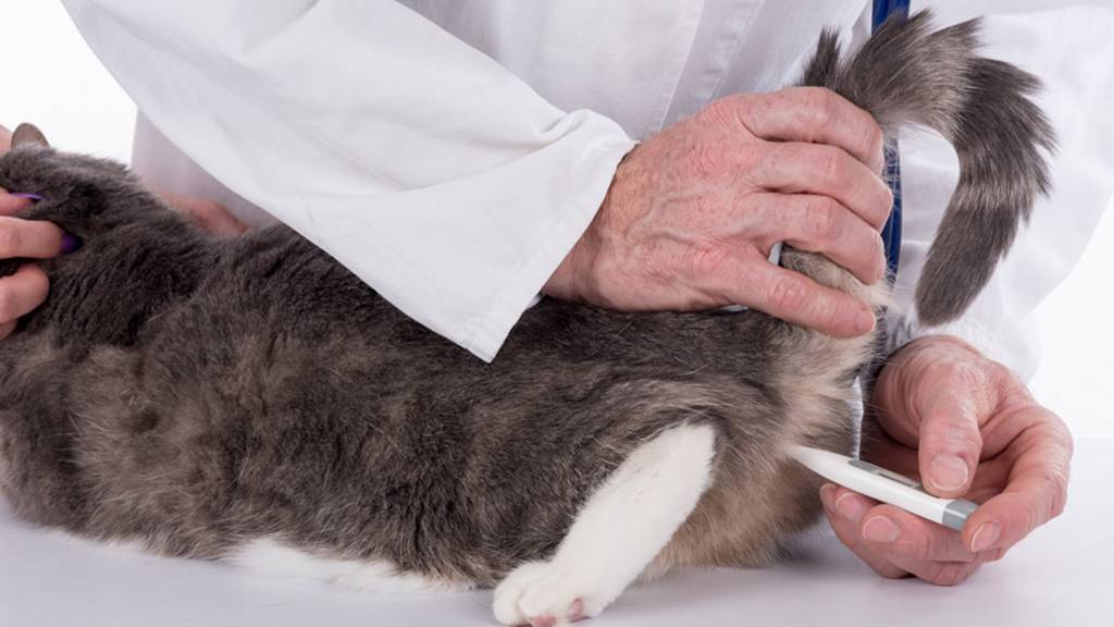 Повышенная температура у кошки: как измерить и помочь