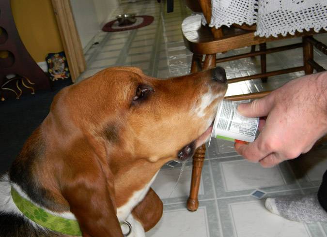 Можно ли взрослой собаке давать молоко, непереносимость лактозы у собак