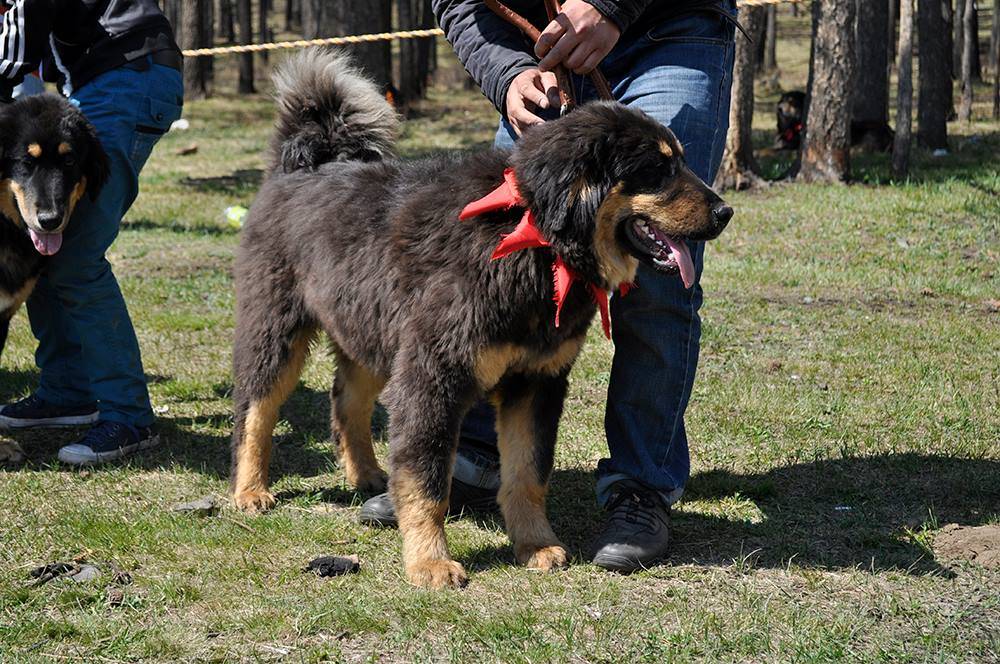 Монгольская овчарка — банхар