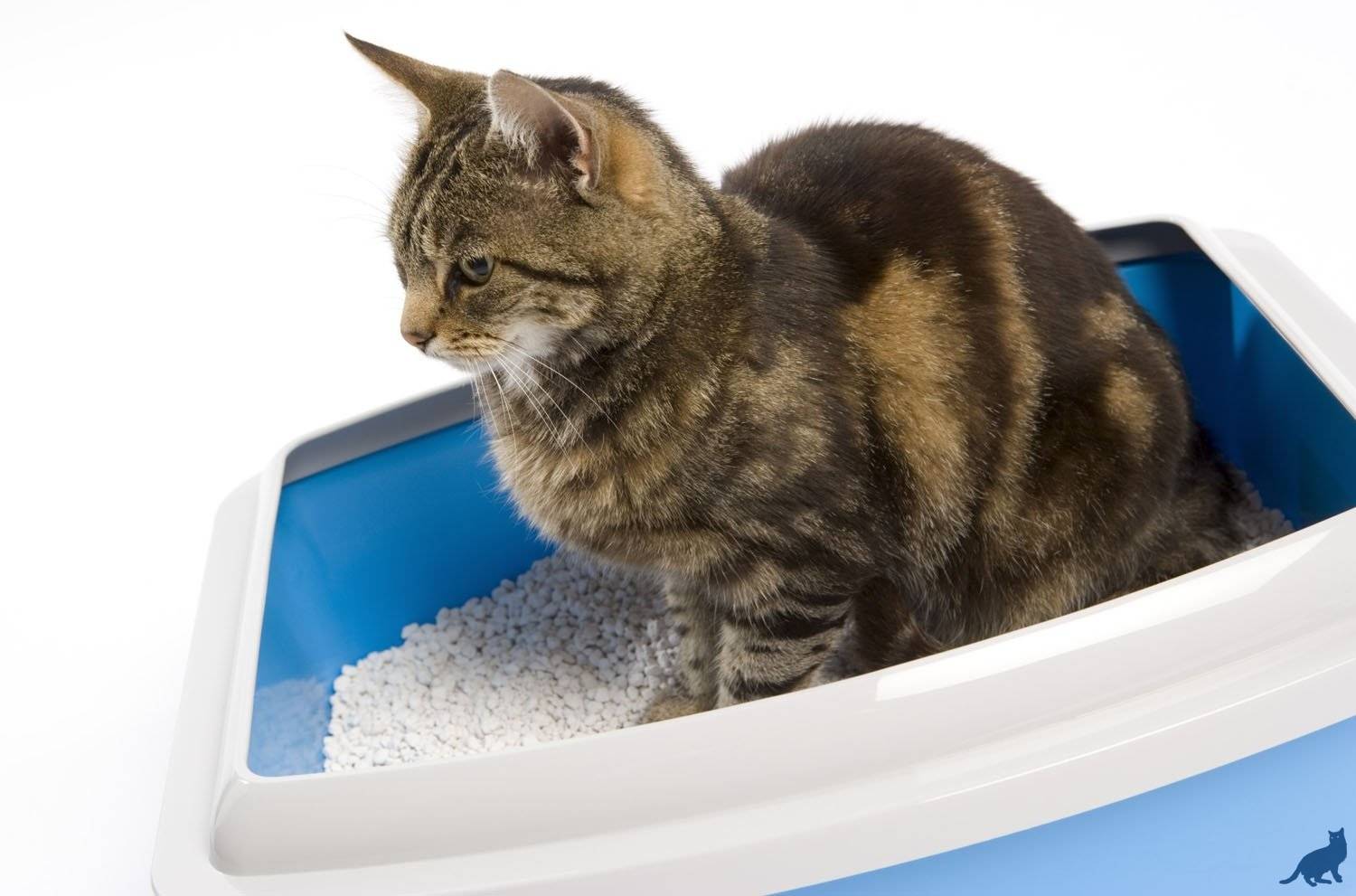 Запор у котенка: причины, симптомы, диагностика, лечение, осложнения  | блог ветклиники "беланта"