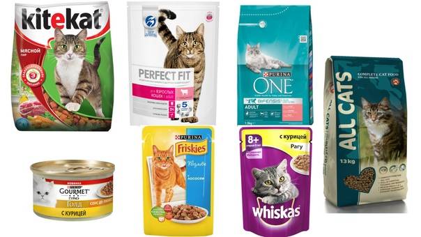 Рейтинг влажных кормов для котят: какой лучший, обзор известных марок, премиум класс, отзывы ветеринаров и владельцев