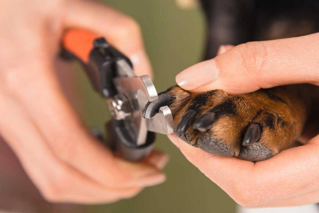Как подстричь когти собаке? 38 фото как правильно подстригать когти в домашних условиях? как часто нужно их стричь? стрижка когтей щенкам. как выбрать когтерез?