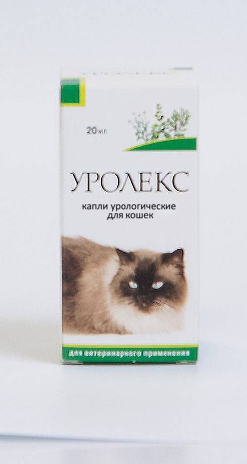 Цистит у котов и кошек, диагностика, лечение