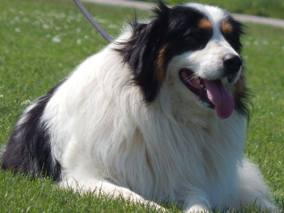 Пастушьи породы собак с фотографиями и названиями | petguru