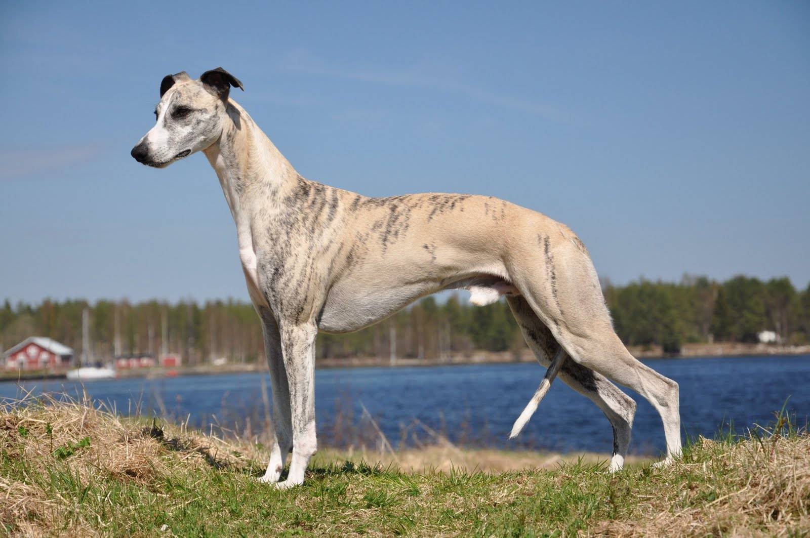 Грейхаунд: фото, видео и описание породы английских борзых собак грейхаунд, охота с грйхаундом