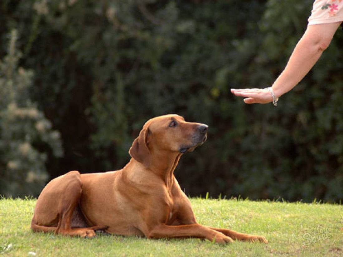 Как отучить собаку прыгать на людей от радости при встрече