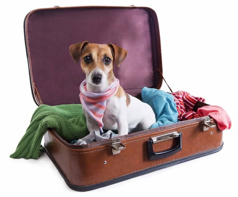 С кем можно оставить собак, если хозяин собирается в отпуск на несколько дней