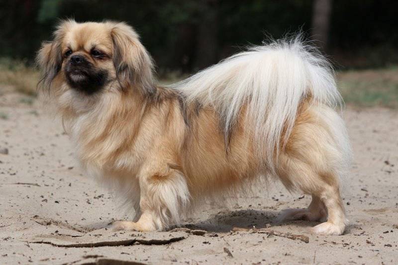 Топ-15 пород самых маленьких собак с фото