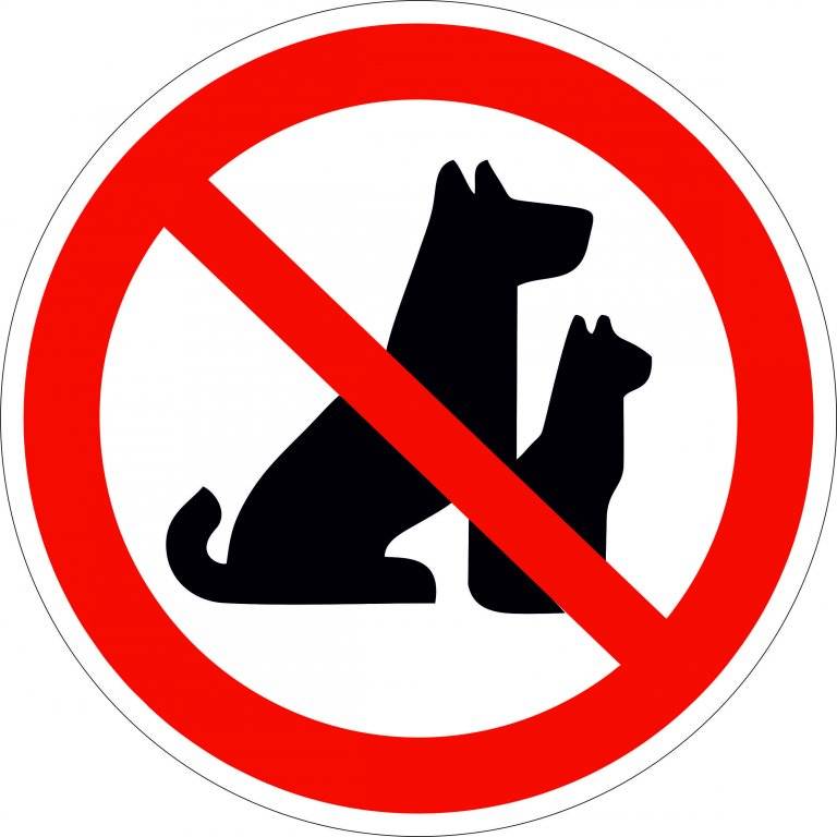 Пустят ли с собакой в магазин: на чьей стороне закон