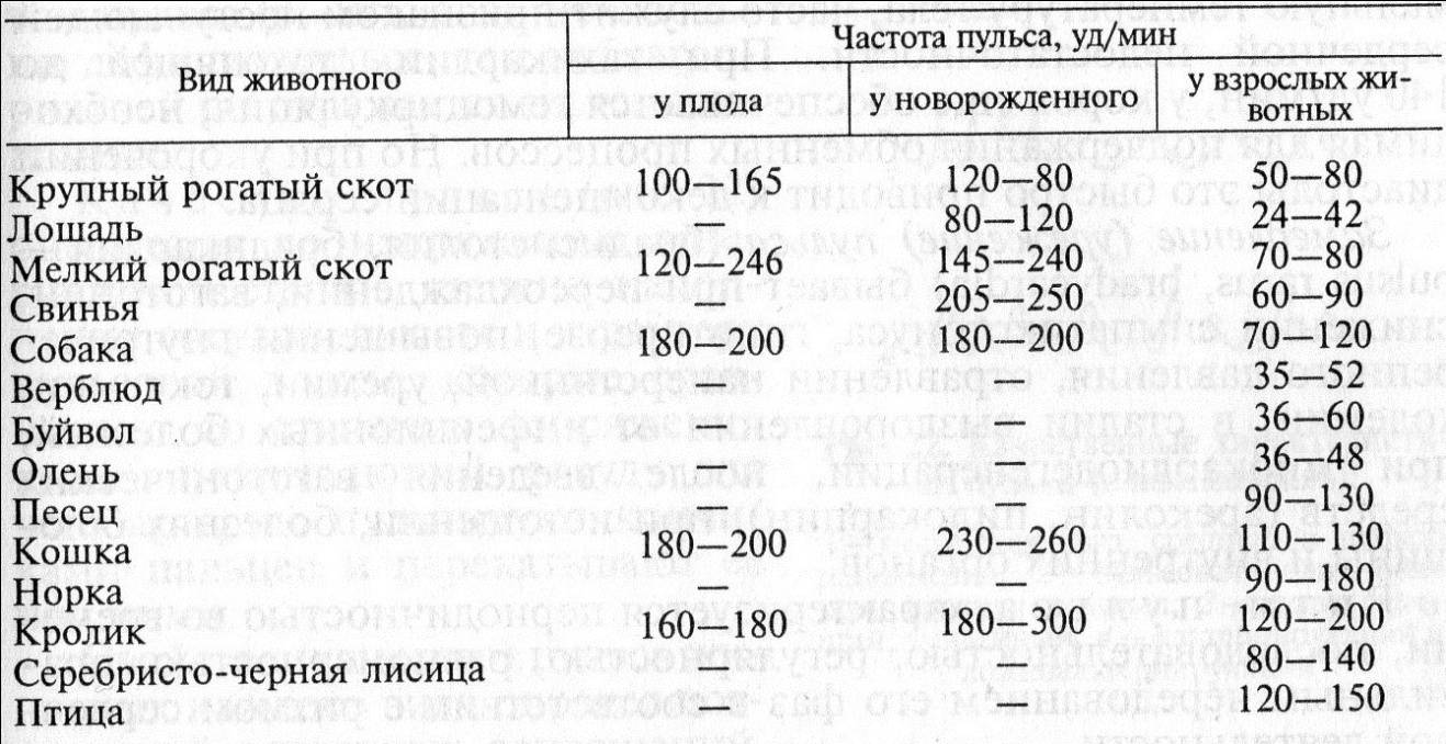 Температура у кошек норма