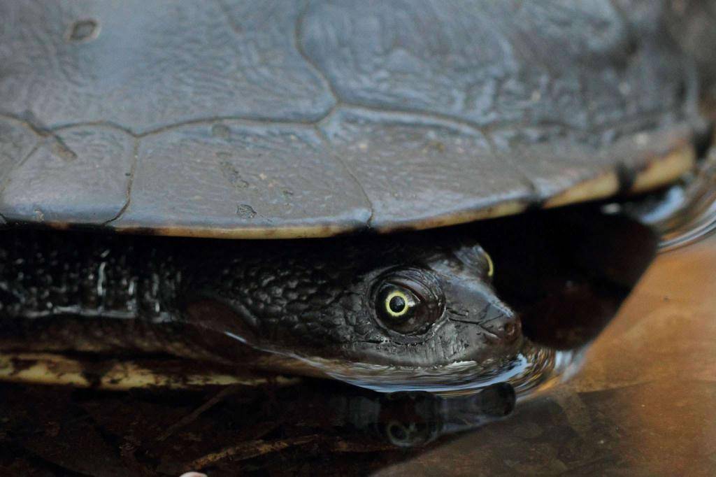 Черепаха – старинная рептилия