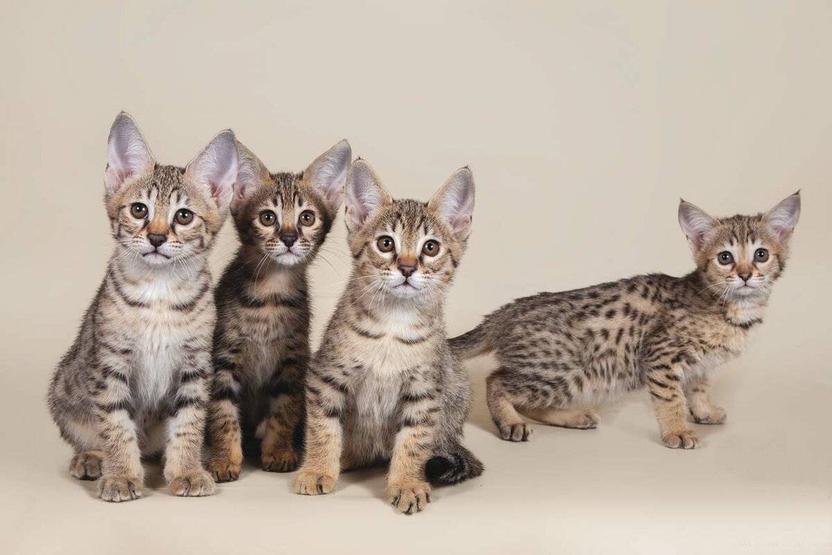 Кошка саванна - гибрид сервала: особенности породы, фото котёнка и взрослого кота, уход за питомцем и его содержание