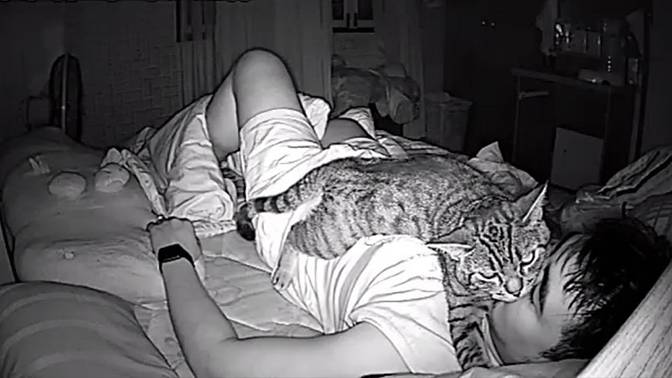 Почему кошки любят спать на людях: все объяснения от логических до суеверных