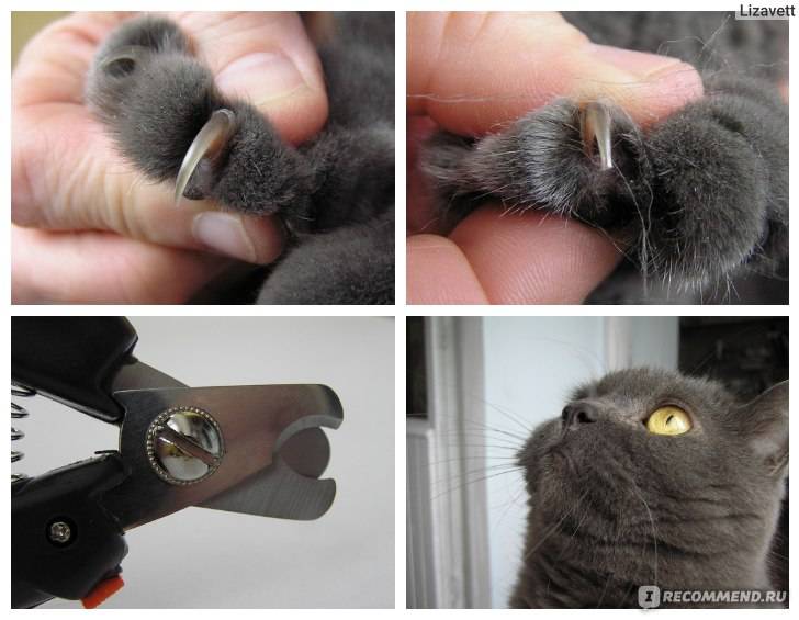 Как подстричь когти кошке если она не дается в домашних условиях