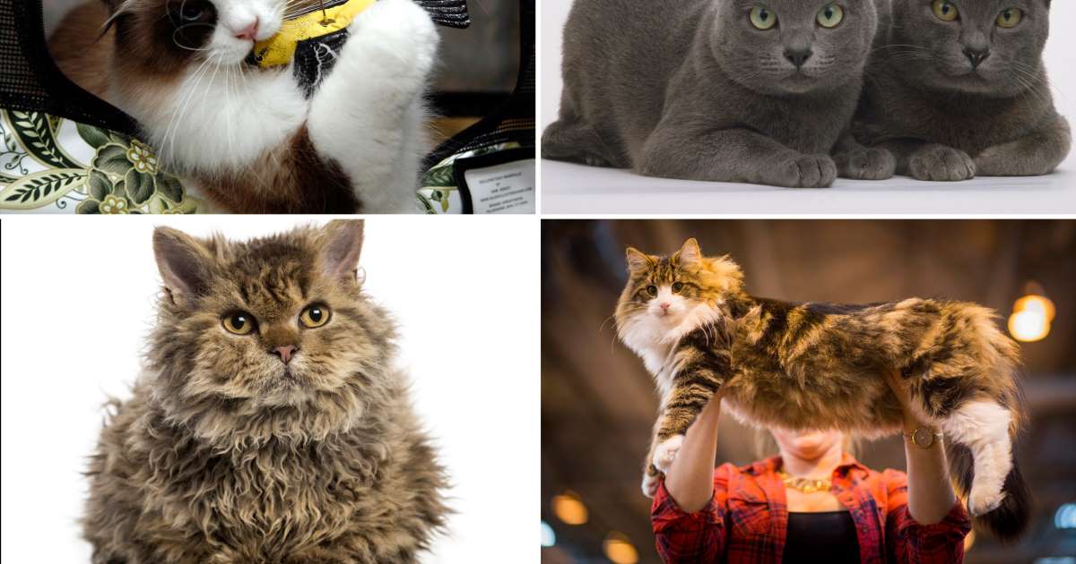 Самые умные породы кошек в мире – топ-10 питомцев с высоким уровнем интеллекта
