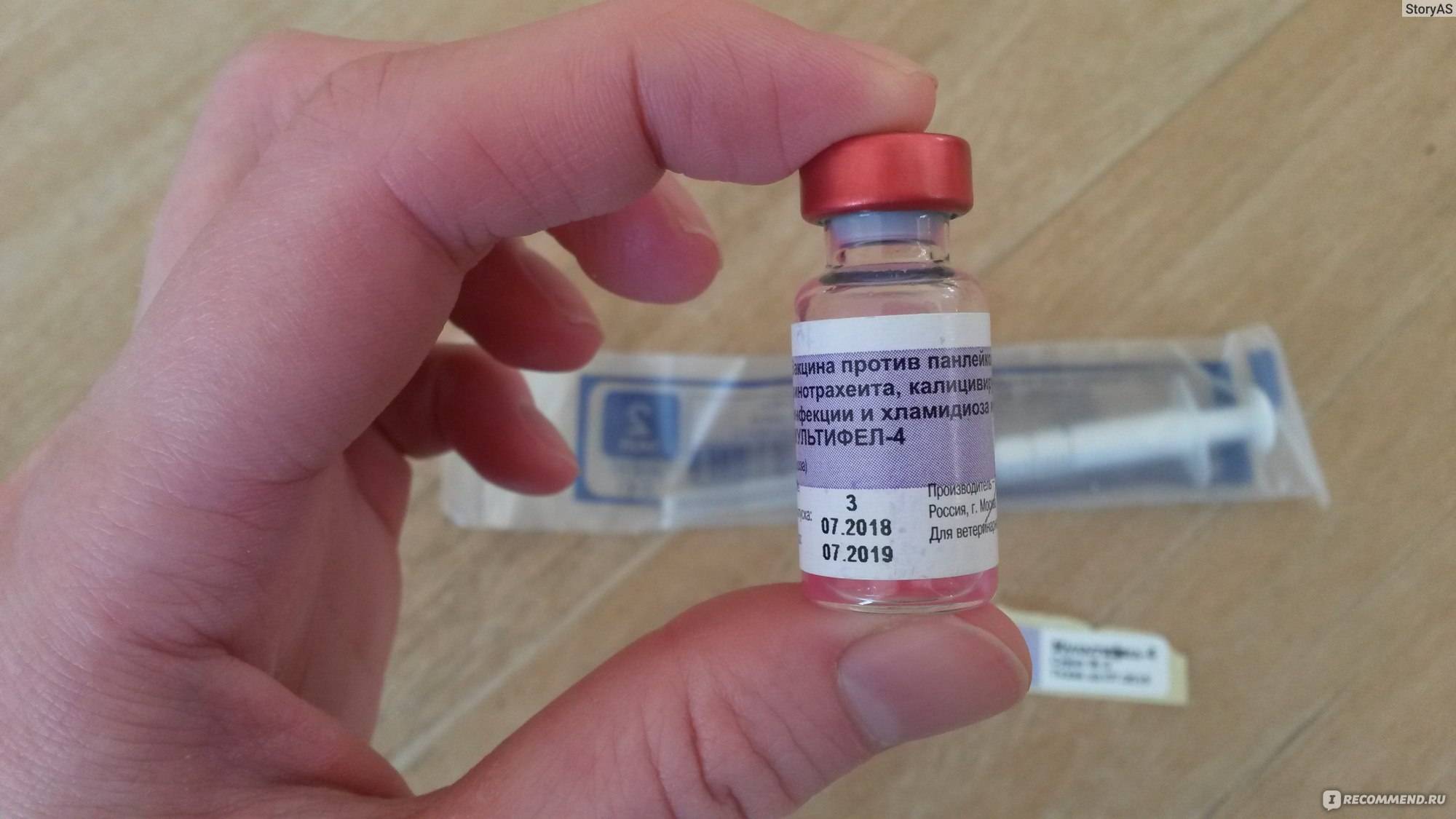 Инструкция по применению вакцины «мультифел-4» для котят и кошек: от чего защищает прививка, куда колоть препарат?