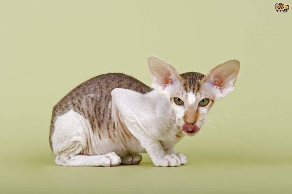 Гипоаллергенные породы кошек. описание, названия, особенности и фото кошек | животный мир