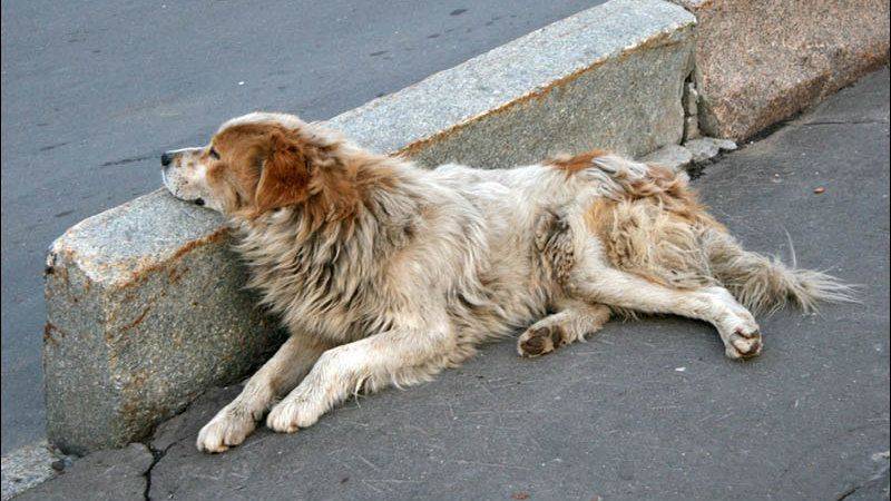 Как понять, что собака умирает от старости, болезни и чем помочь
