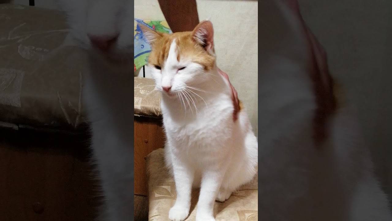 Что означают 5 разных кошачьих «мяу»