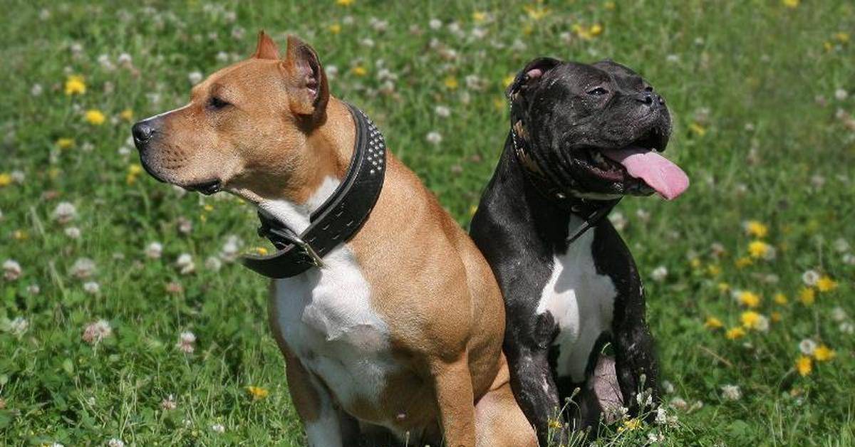 Бойцовские собаки - названия 15 пород с фото