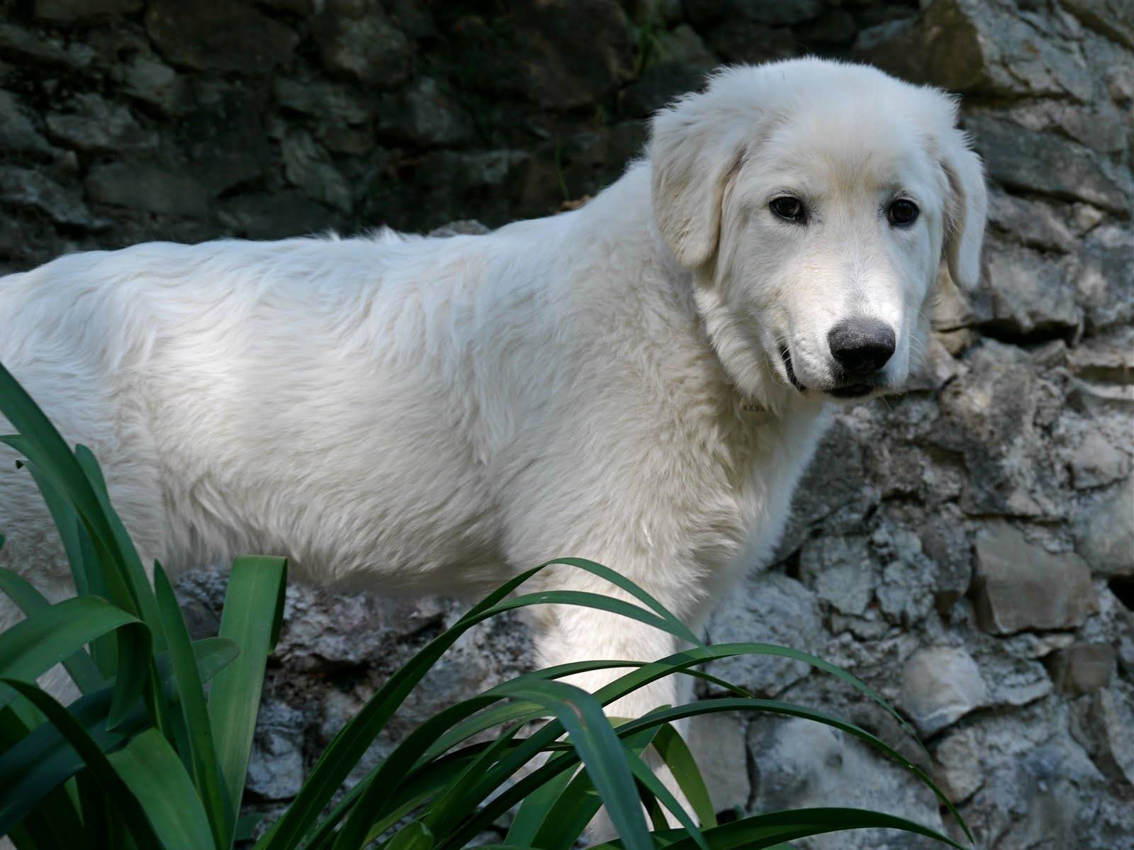 Порода собак — итальянская, мареммо абруцкая овчарка
