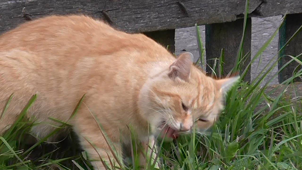 Какую траву посадить дома для кота. зачем коты едят траву