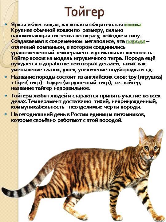 Самая большая кошка в мире: топ-10 крупных пород домашних питомцев