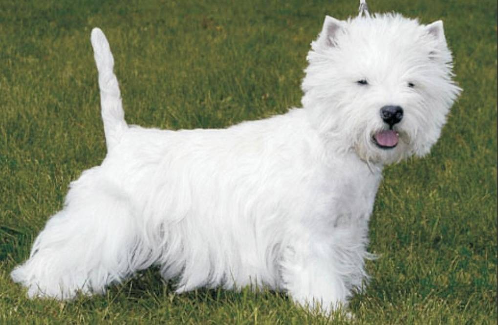 Белые большие породы собак с названиями и фото