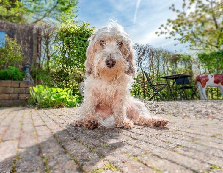 Бассет-хаунд: британский пес с печальными глазами