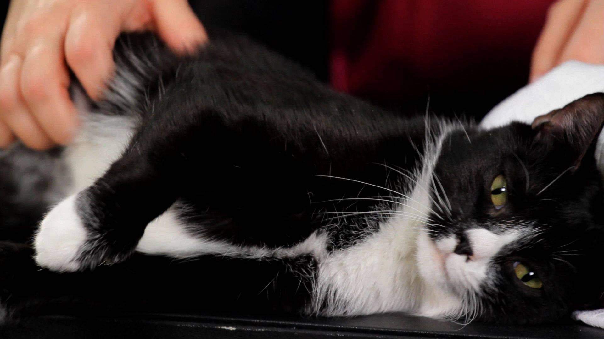 Массаж для кошек и котов во время запора: простая инструкция для хозяев, как правильно делать массаж