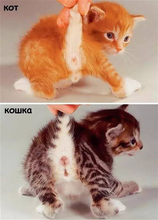 Как отличить кота от кошки и определить пол котенка: как различают мальчиков и девочек в маленьком и взрослом возрасте, фото